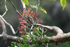 Psittacanthus palmeri (Psittacanthus palmeri)