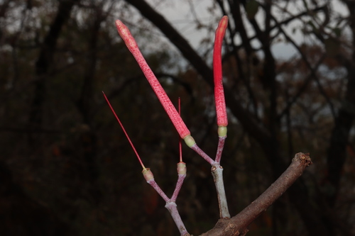 Psittacanthus palmeri (Psittacanthus palmeri)