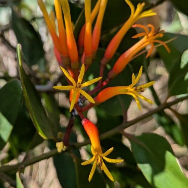 Psittacanthus plagiophyllus (Psittacanthus plagiophyllus)