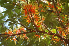 Psittacanthus ramiflorus (Psittacanthus ramiflorus)