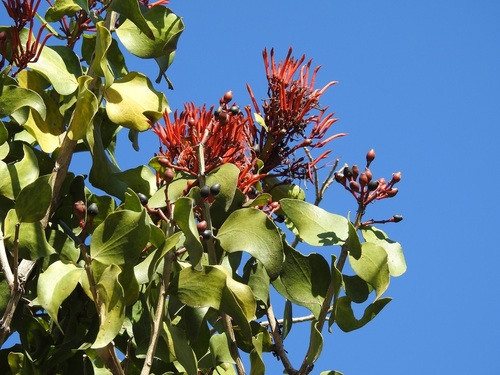 Psittacanthus rhynchanthus (Psittacanthus rhynchanthus)