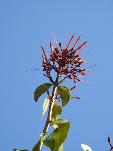 Psittacanthus rhynchanthus (Psittacanthus rhynchanthus)