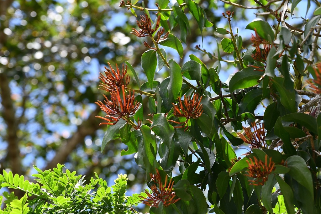 Psittacanthus rhynchanthus (Psittacanthus rhynchanthus)