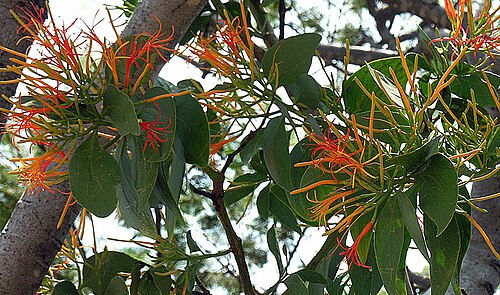 Psittacanthus rhynchanthus: A hemiparasite infecting trees from Mexico to Venezuela. Photo from Xochicalco, Mexico In context at www.dixpix.ca/meso_america/Flora/mixed/index.html