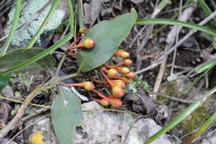 Psittacanthus rhynchanthus (Psittacanthus rhynchanthus)