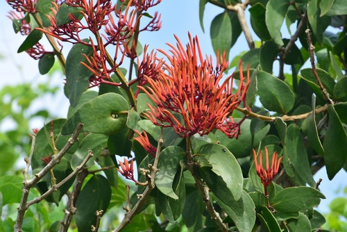 Psittacanthus rhynchanthus (Psittacanthus rhynchanthus)
