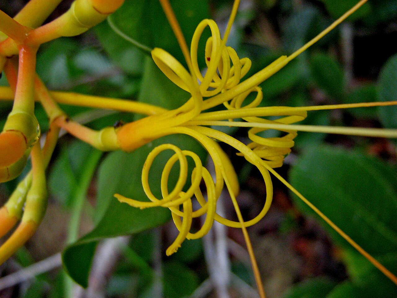 Psittacanthus robustus: Psittacanthus robustus (Mart.) Mart.