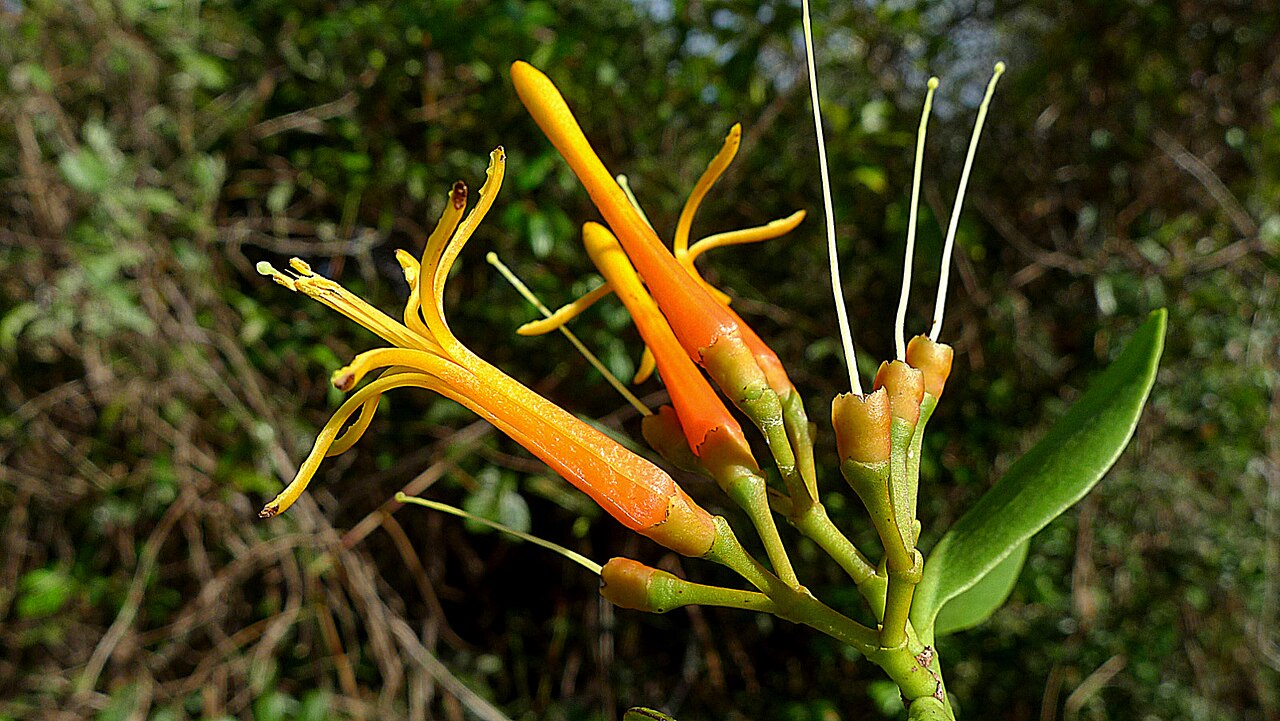 Psittacanthus robustus: Psittacanthus robustus Mart.