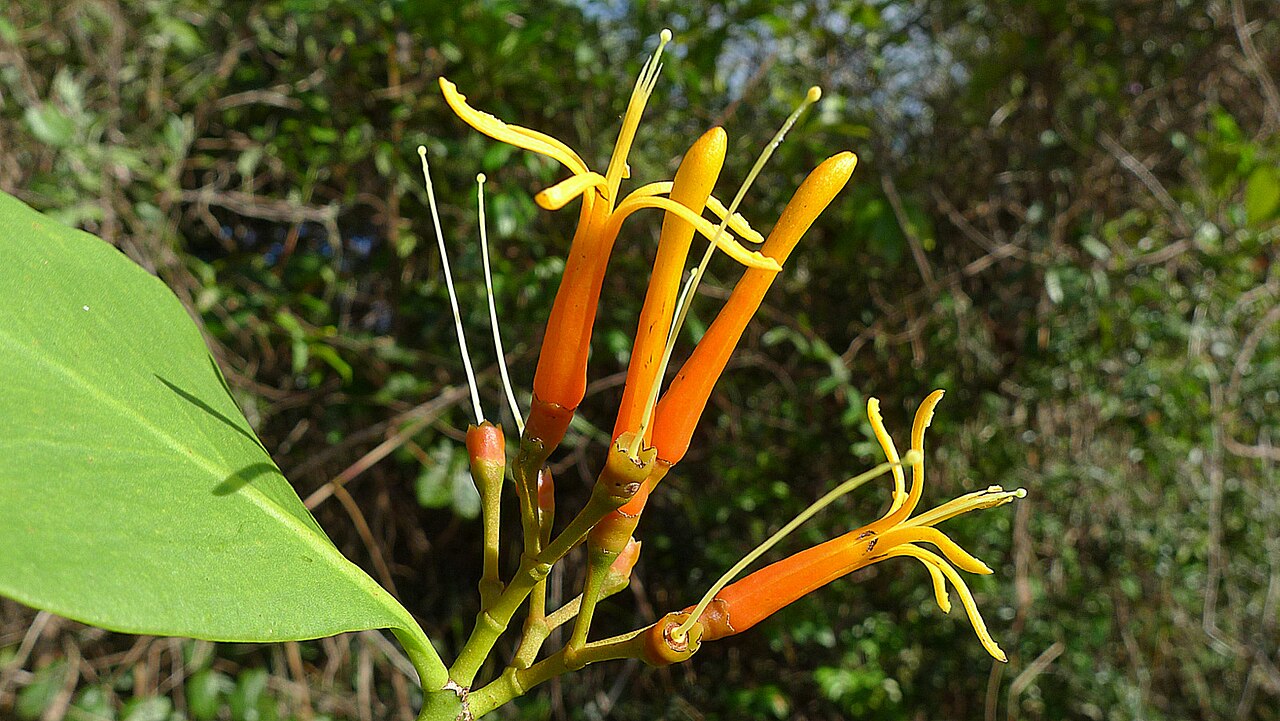 Psittacanthus robustus: Psittacanthus robustus Mart.