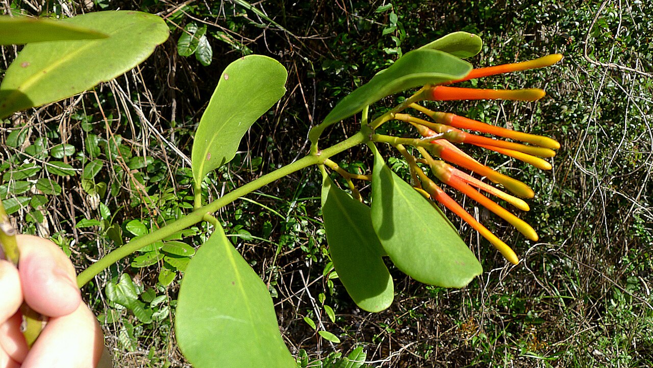 Psittacanthus robustus: Psittacanthus robustus Mart.