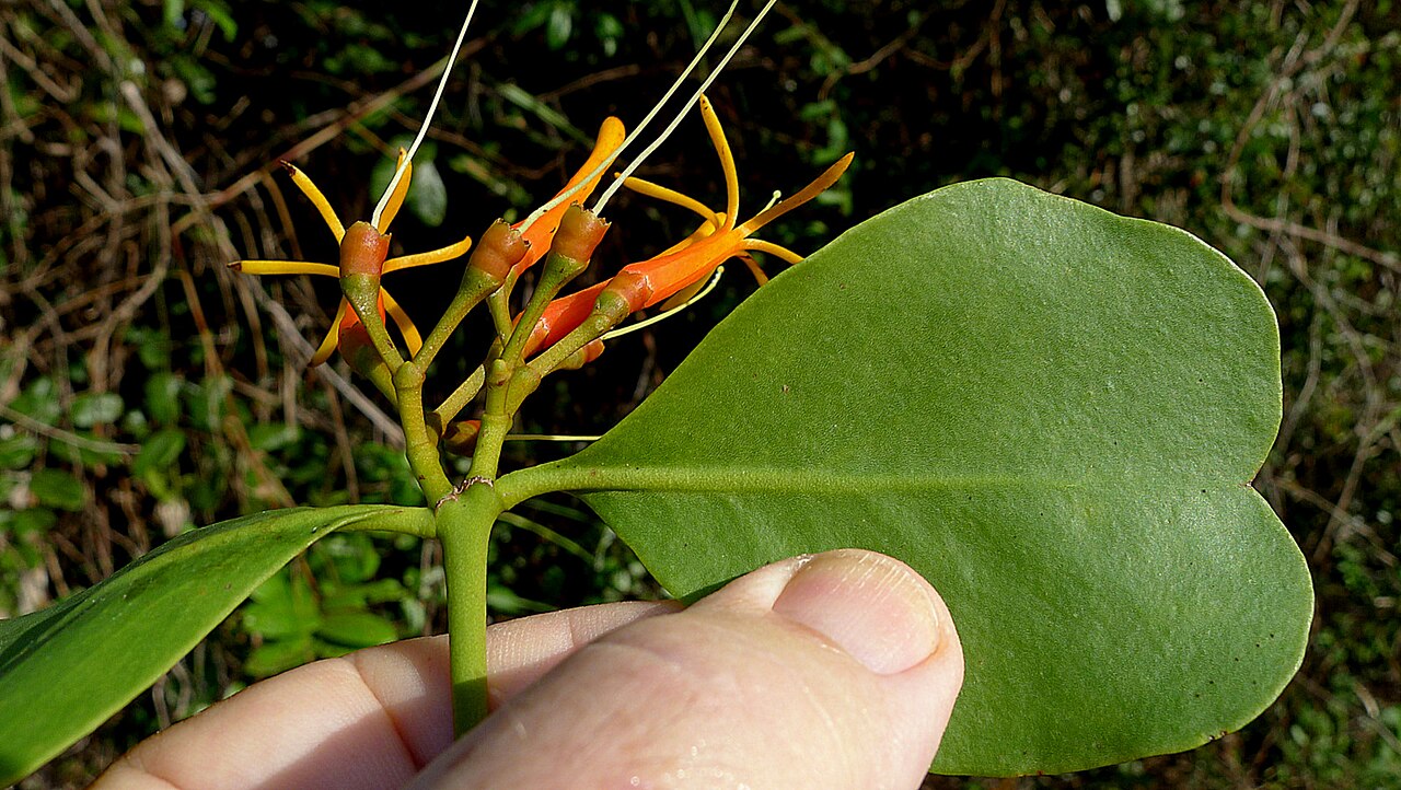 Psittacanthus robustus: Psittacanthus robustus Mart.