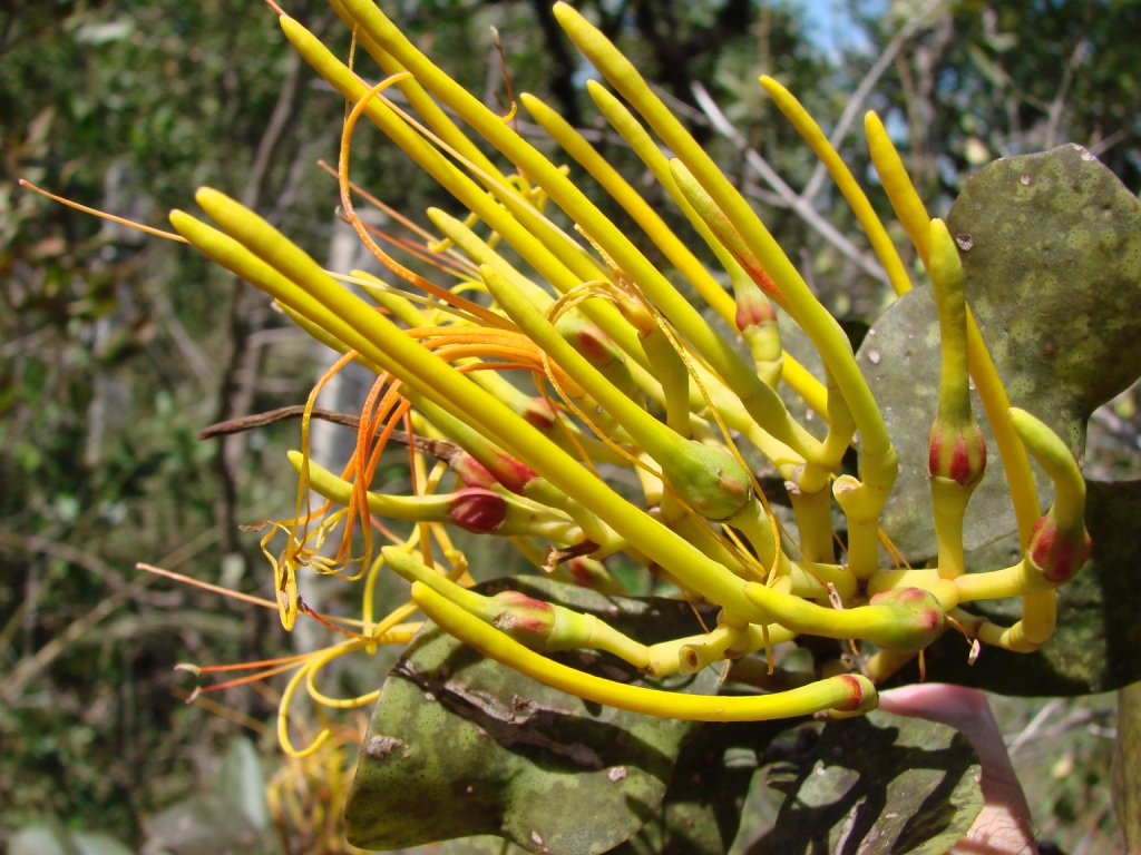 Psittacanthus robustus: Psittacanthus robustus - LORANTHACEAE Cachoeira do Tororó - Brasília - Distrito Federal - Brasil.