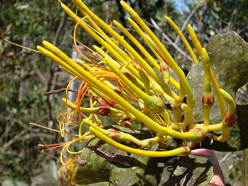 Psittacanthus robustus: Psittacanthus robustus - LORANTHACEAE Cachoeira do Tororó - Brasília - Distrito Federal - Brasil.