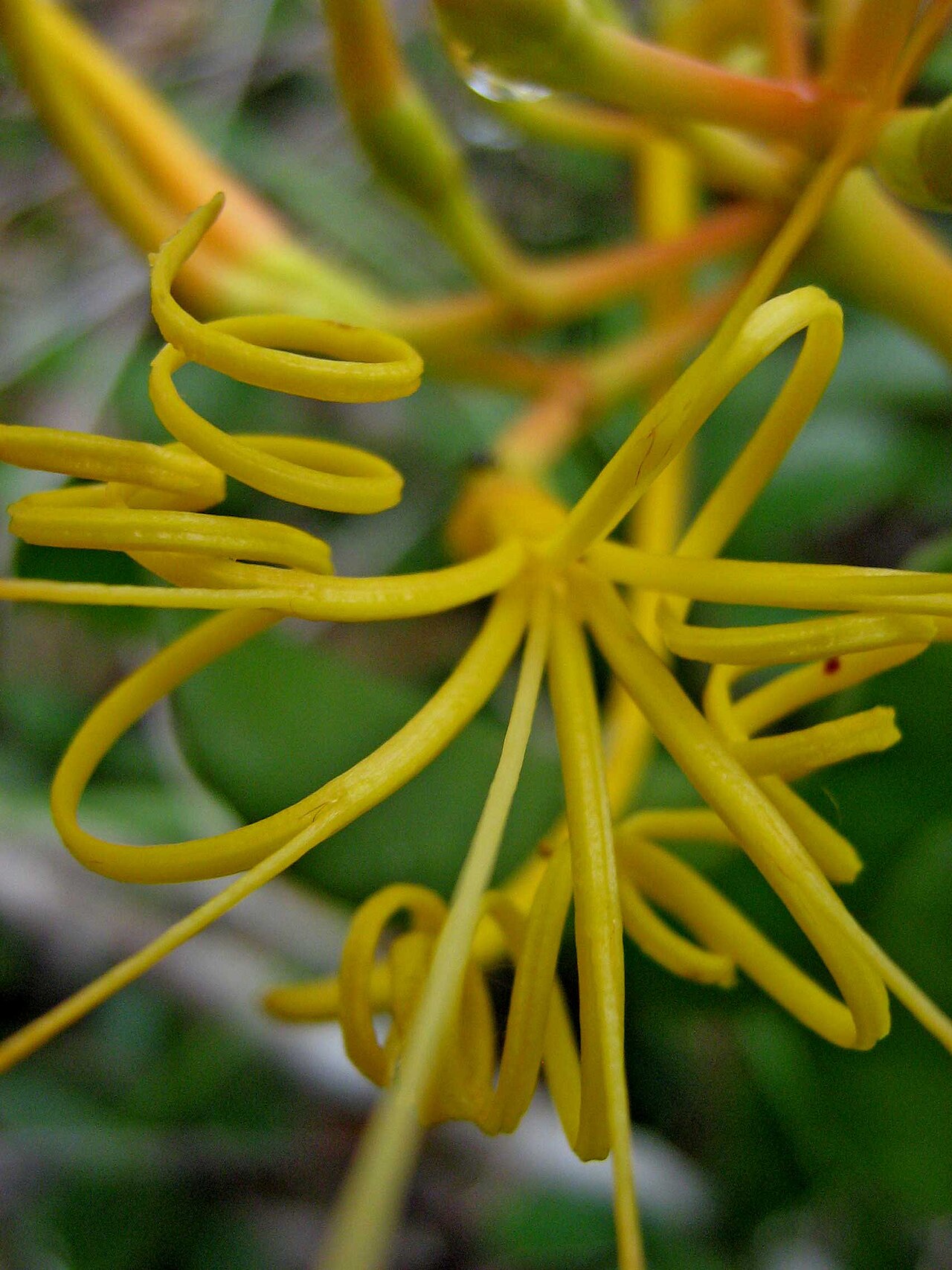 Psittacanthus robustus: Psittacanthus robustus (Mart.) Mart.