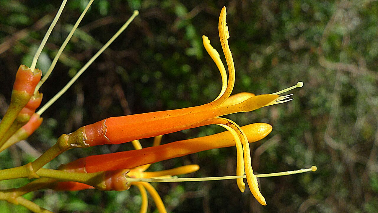 Psittacanthus robustus: Psittacanthus robustus Mart.