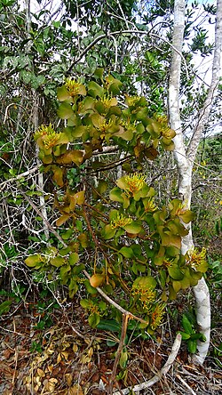 Psittacanthus robustus: Psittacanthus robustus Mart.