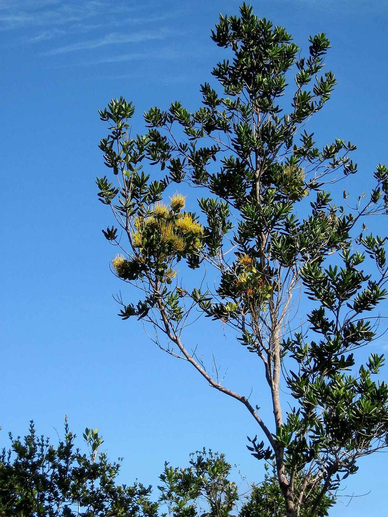 Psittacanthus robustus: On a host of Vochysia lucida C.Presl., Vochysiaceae.