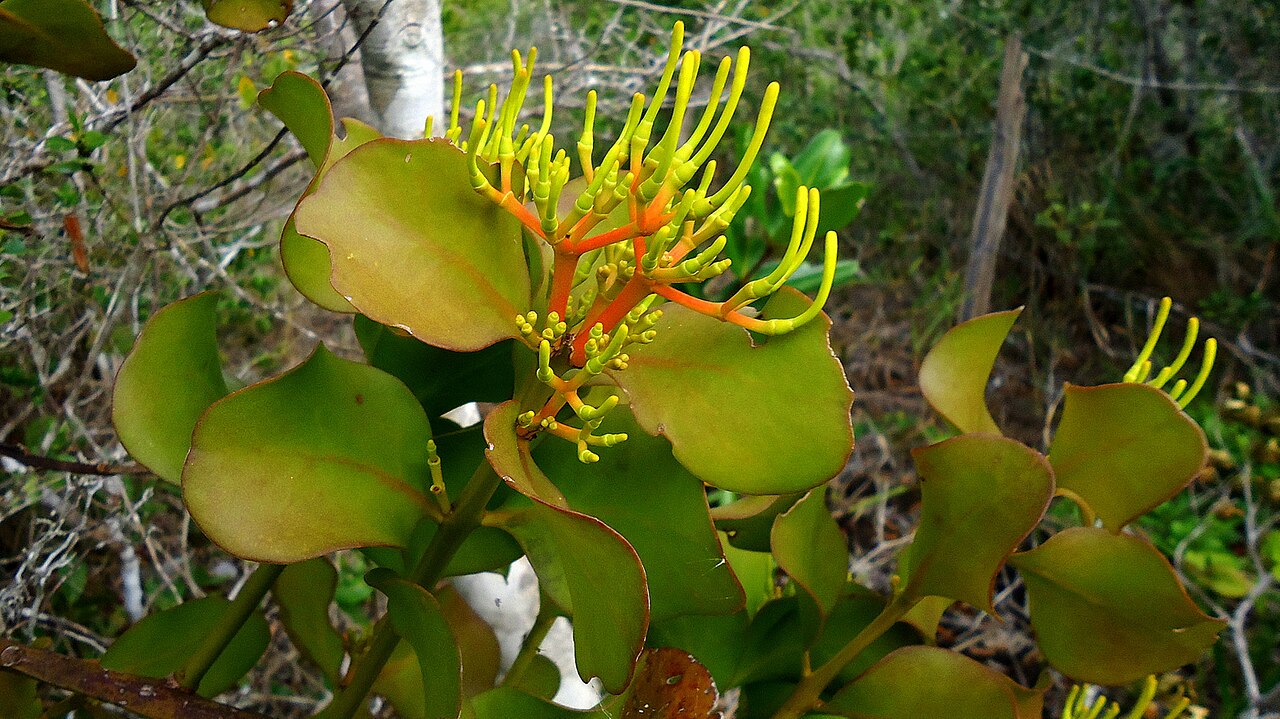 Psittacanthus robustus: Psittacanthus robustus Mart.