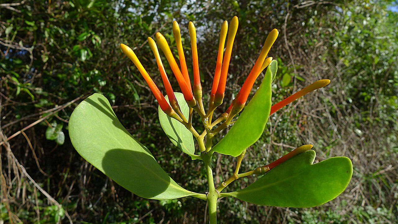 Psittacanthus robustus: Psittacanthus robustus Mart.