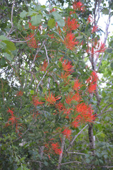 Psittacanthus schiedeanus (Psittacanthus schiedeanus)