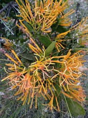 Psittacanthus schiedeanus (Psittacanthus schiedeanus)