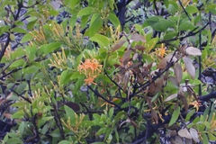 Psittacanthus schiedeanus (Psittacanthus schiedeanus)