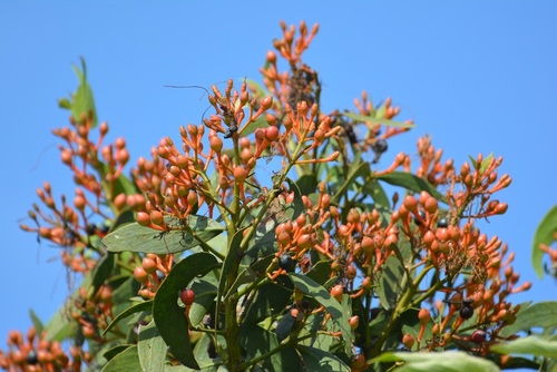 Psittacanthus schiedeanus (Psittacanthus schiedeanus)