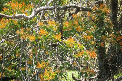 Psittacanthus schiedeanus (Psittacanthus schiedeanus)