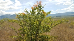 Psittacanthus schiedeanus (Psittacanthus schiedeanus)