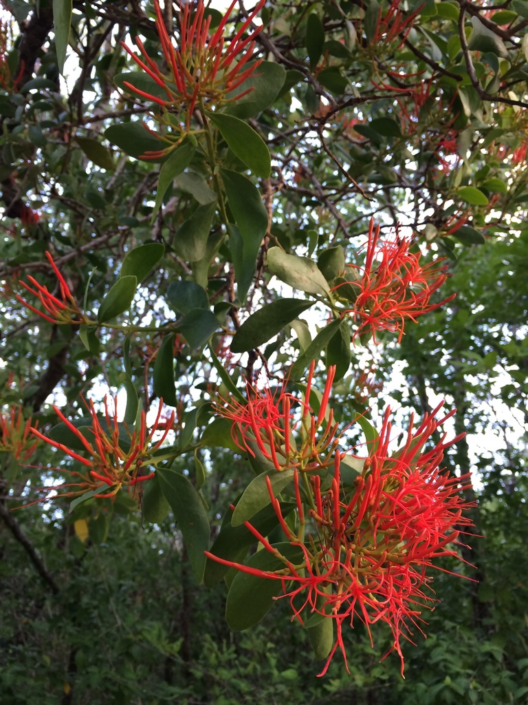 Psittacanthus schiedeanus (Psittacanthus schiedeanus)