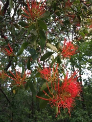 Psittacanthus schiedeanus (Psittacanthus schiedeanus)