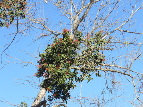 Psittacanthus schiedeanus (Psittacanthus schiedeanus)