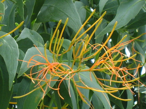 Psittacanthus schiedeanus (Psittacanthus schiedeanus)