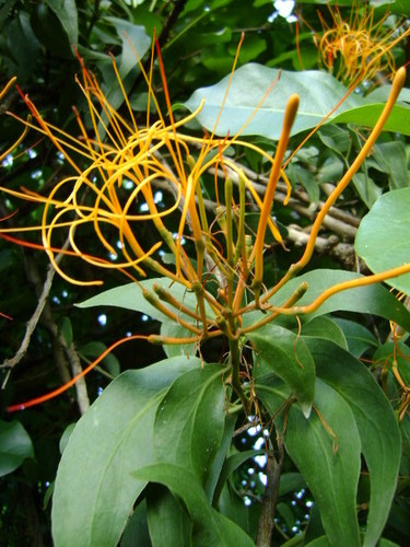Psittacanthus schiedeanus (Psittacanthus schiedeanus)