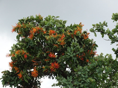 Psittacanthus schiedeanus (Psittacanthus schiedeanus)