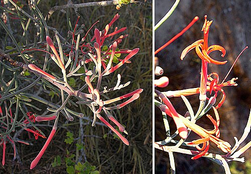 Psittacanthus sonorae: The Sonoran Mistletoe is a colorful parasite found in the Sonoran and Baja States of Mexico. Photo from San Pedrito Beach, southern Baja California.
