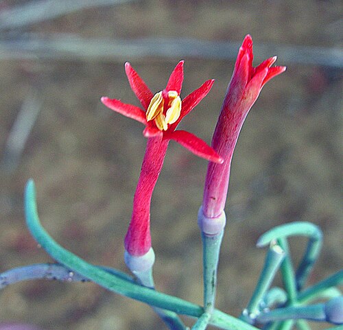 Psittacanthus sonorae: A parasite of northwestern Mexico. Photo from Sierra Laguna near the tip of Baja Mexico.