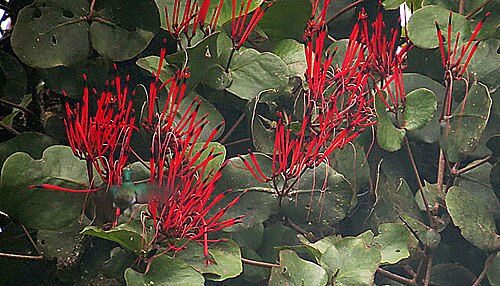 Psittacanthus zonatus: A colorful parasite infesting trees at moderate elevations adjacent to the Amazon Basin of Ecuador and Peru. Photo from the Wildsumaco Reserve, Ecuador. In cont