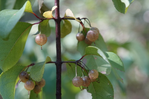 Psorospermum malifolium (Psorospermum malifolium)