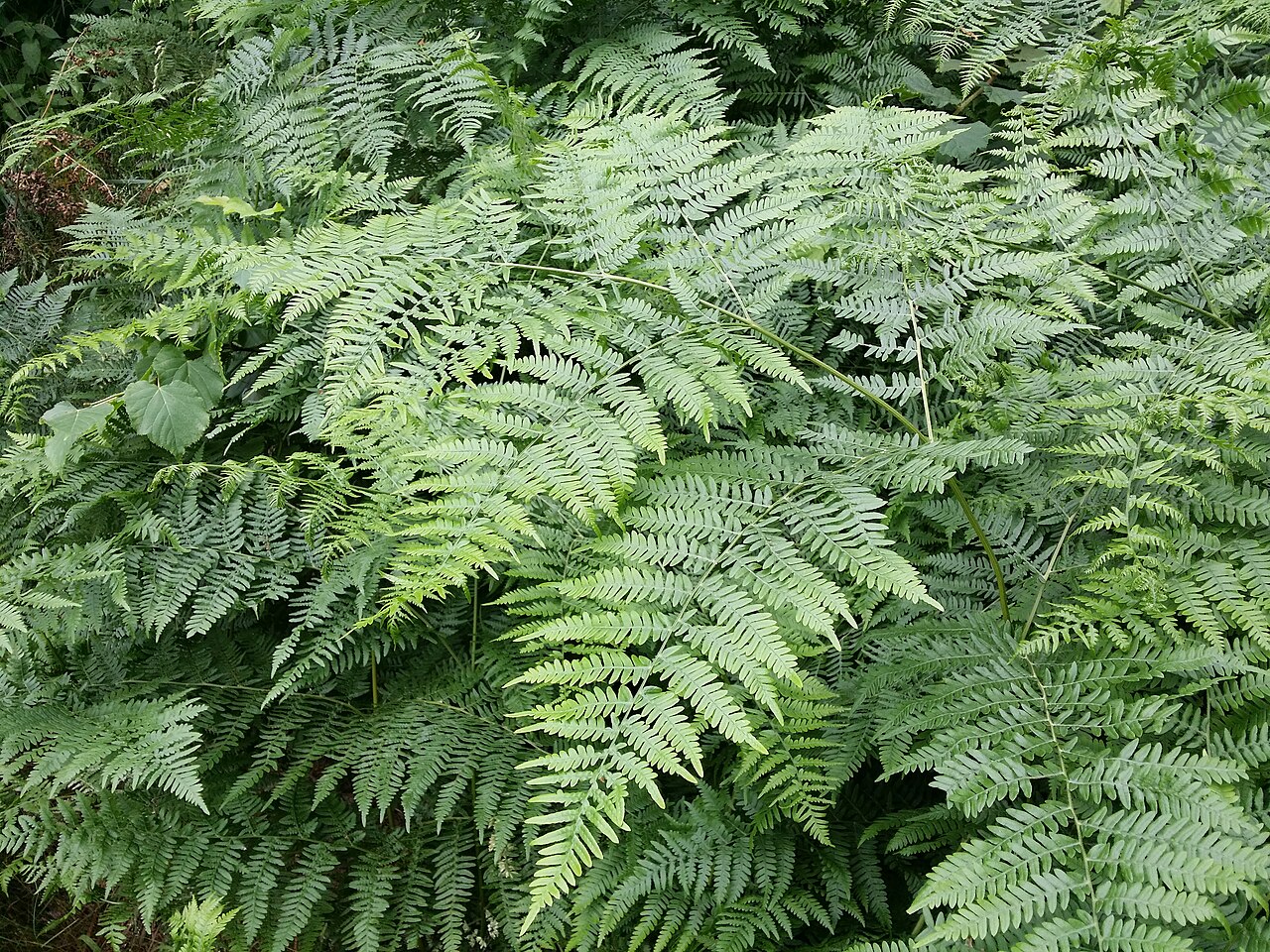 Bracken: Habitus Taxonym: Pteridium aquilinum (subsp. aquilinum) ss Fischer et al. EfÖLS 2008 ISBN 978-3-85474-187-9 Location: Ernstbrunner Wald 650 m W Fleischhackerkre