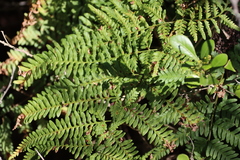 Bracken (Pteridium aquilinum)
