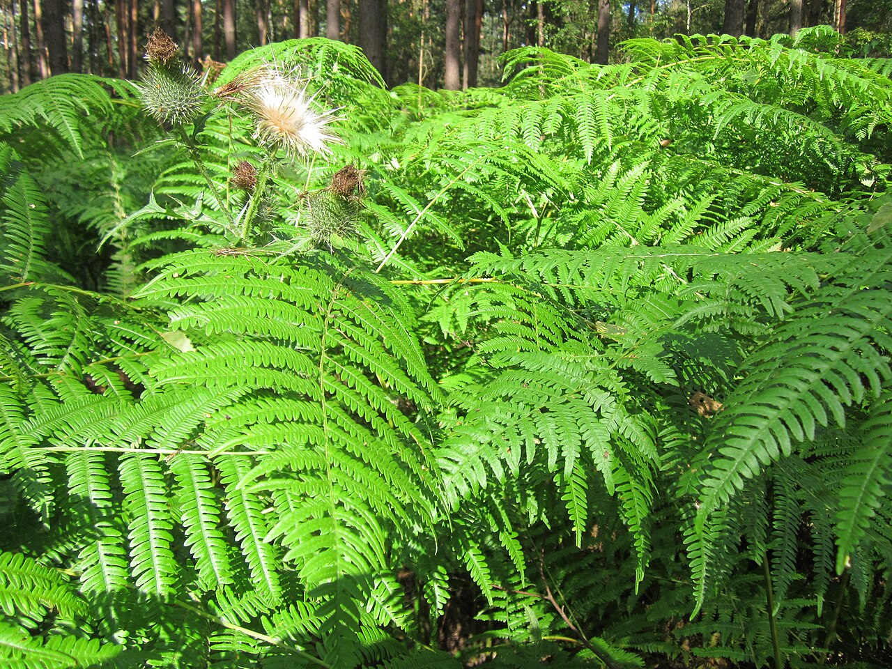 Bracken: Adlerfarn ( Pteridium aquilinum ) im Speyerer Wald