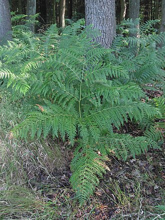 Bracken: (nl: Adelaarsvaren plant) Pteridium aquilinum;