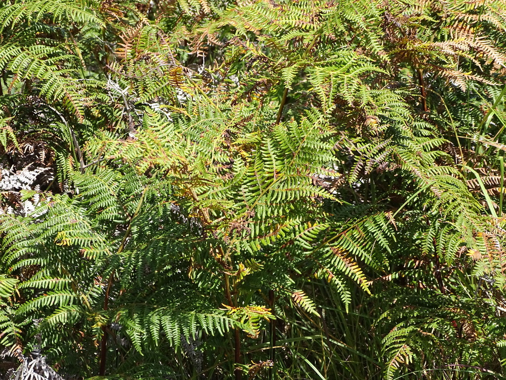 Bracken (Pteridium aquilinum)