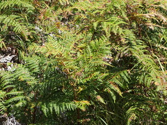 Bracken (Pteridium aquilinum)