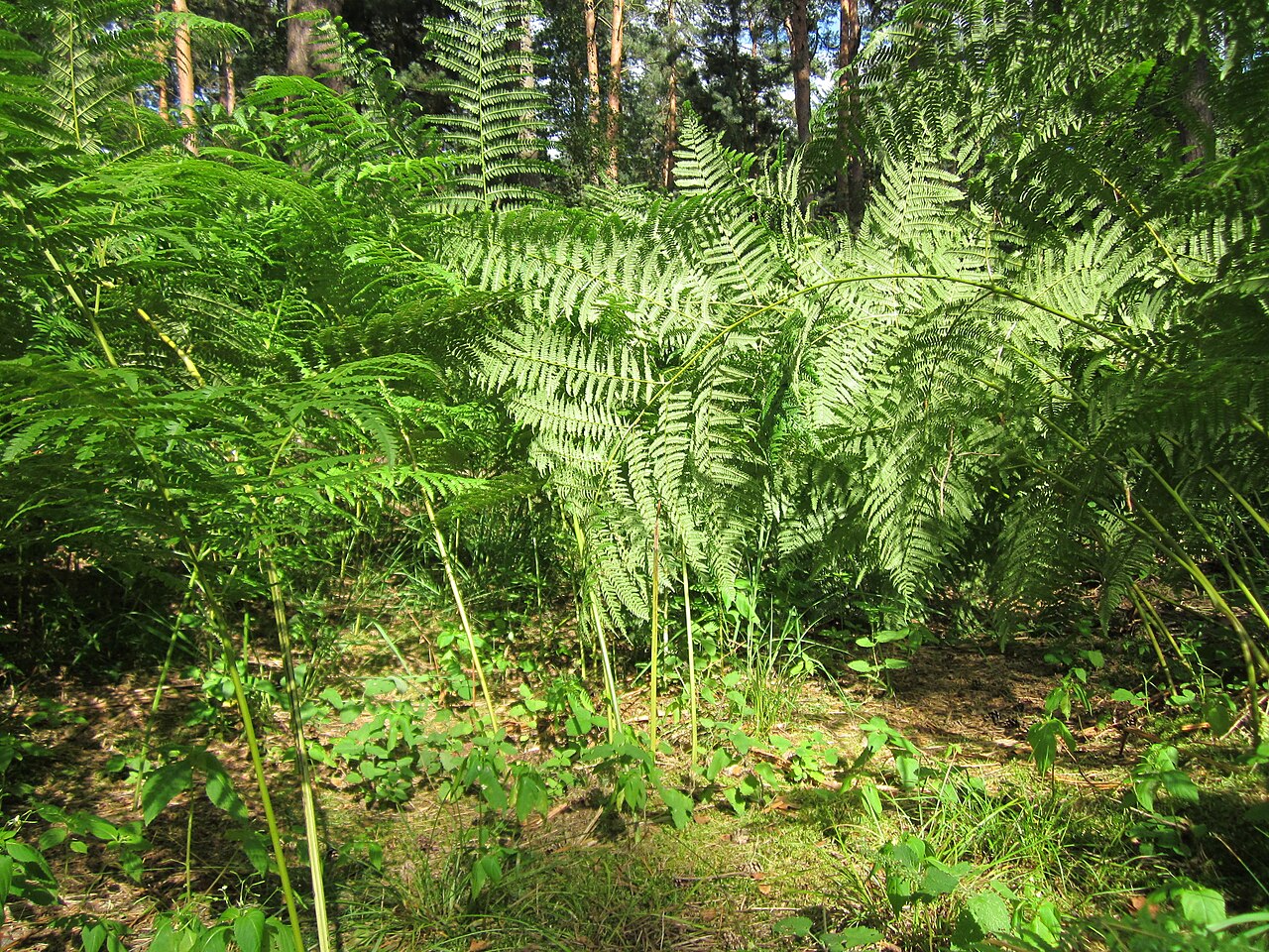 Bracken: Adlerfarn ( Pteridium aquilinum ) im Speyerer Wald