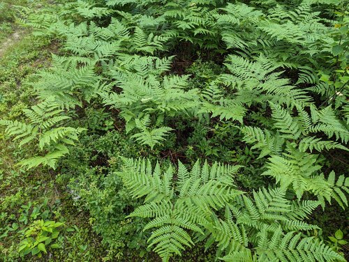 Bracken (Pteridium aquilinum)