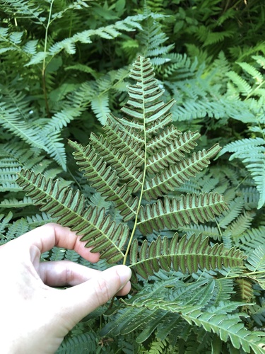Bracken (Pteridium aquilinum)