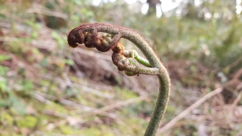 Bracken (Pteridium aquilinum)