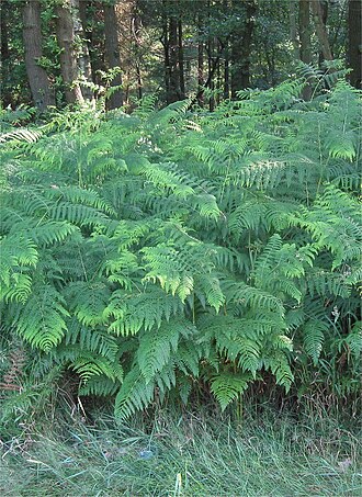 Bracken: (nl: Adelaarsvaren planten) Pteridium aquilinum;